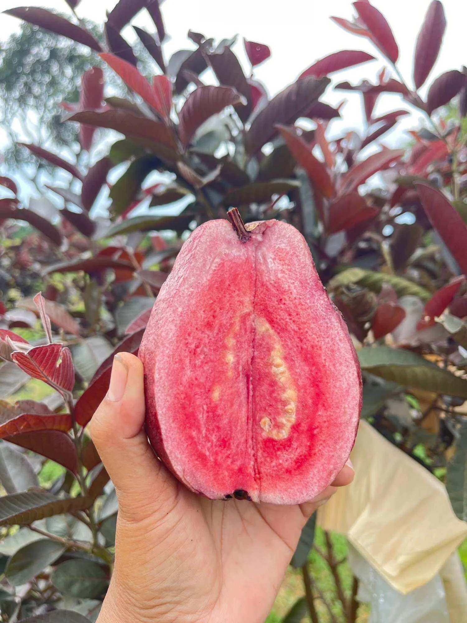 Beetroot Guava Plants thumbnail 4